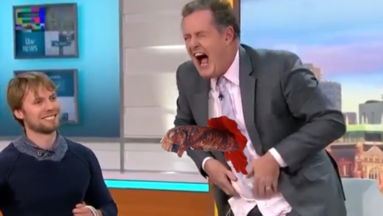 Piers Morgan gives birth to bile baby live on Good Morning Britain
